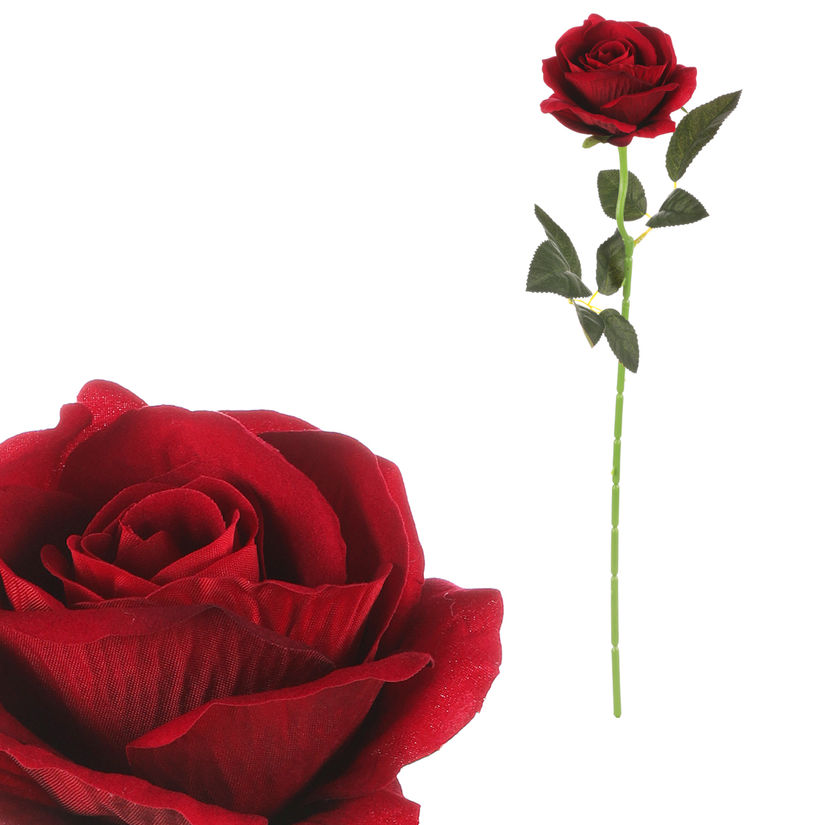 Růže, barva červená, samet.