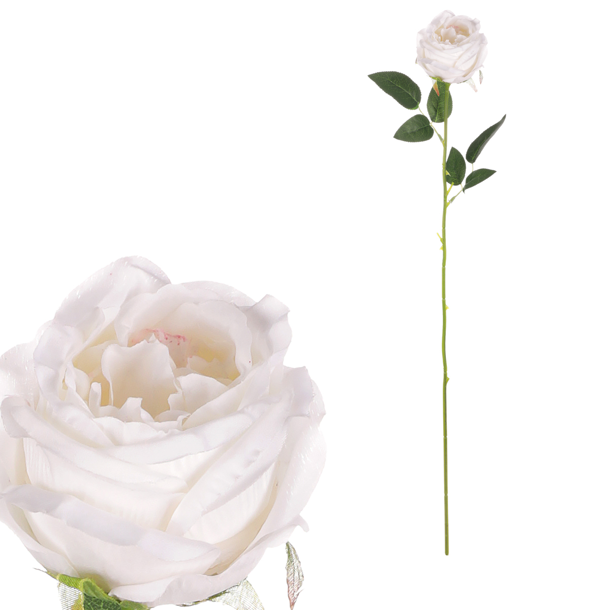 Růže, barva bílá.