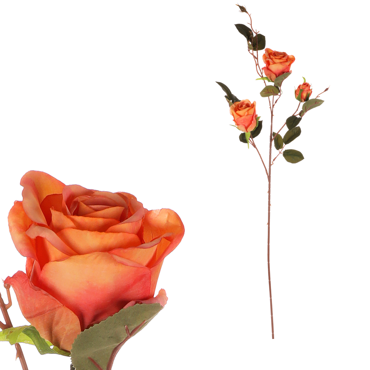 Růže, 3-květá, barva oranžová.