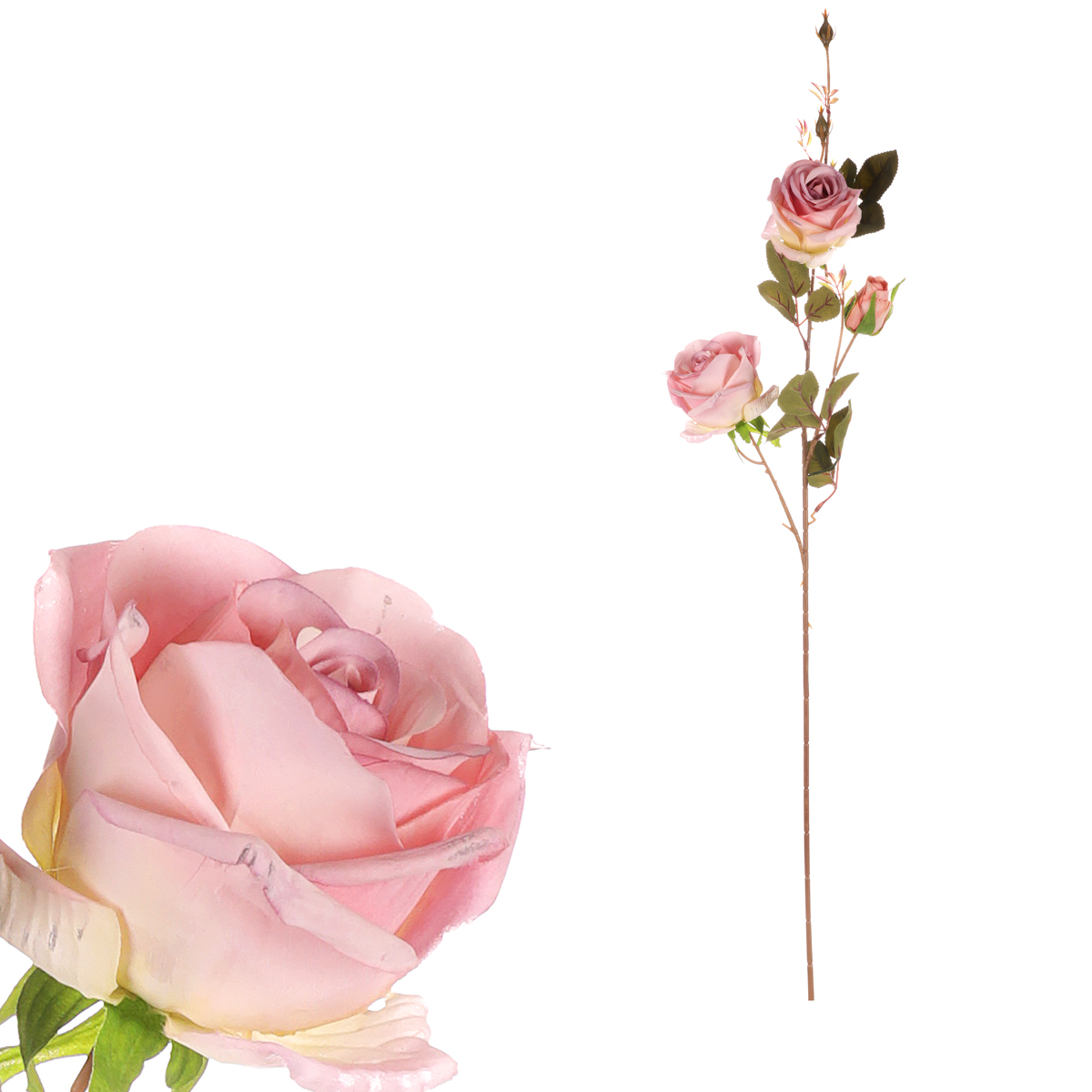 Růže, 3-květá, barva růžová.