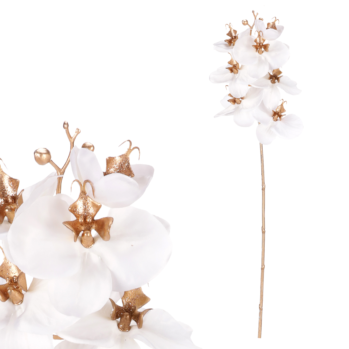 Orchidej, barva bílá.