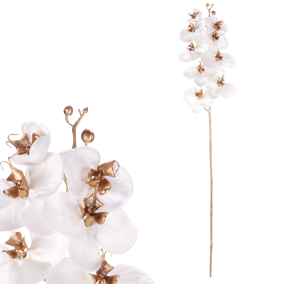 Orchidej, barva bílá.