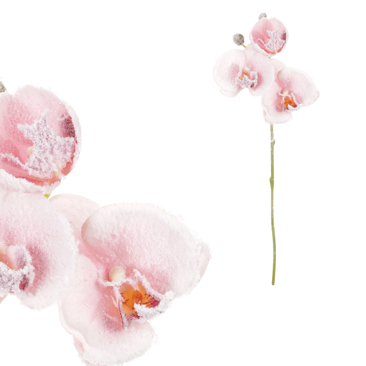 Orchidej, barva růžová.