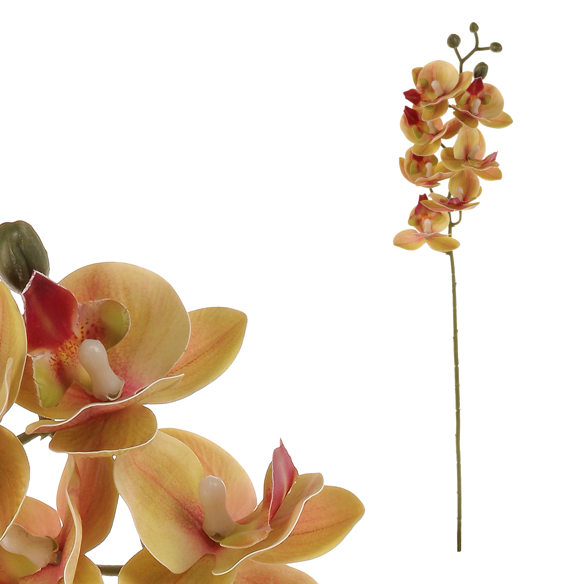 Orchidej - barva tmavě růžová.