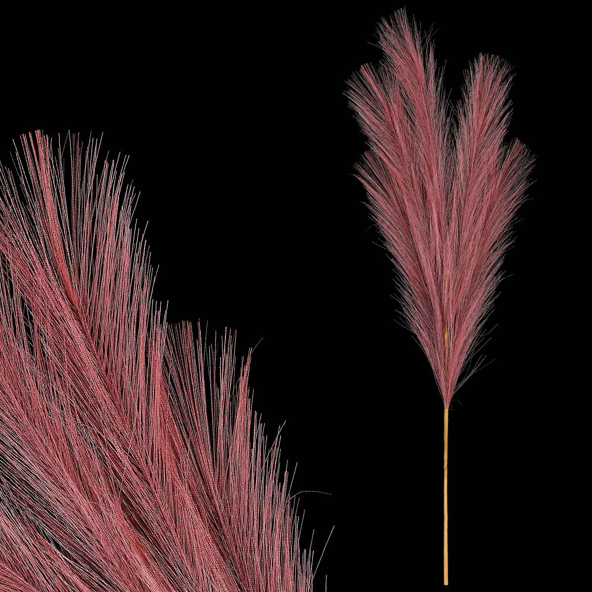 Pampas tráva, fialová barva.