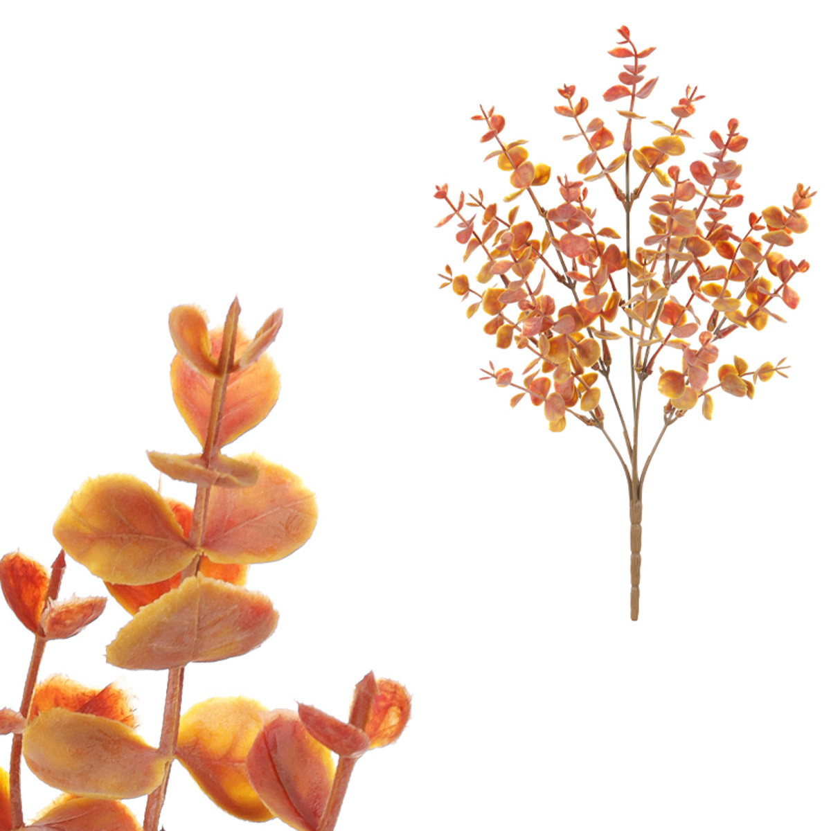 Buxus puget, oranžová barva.