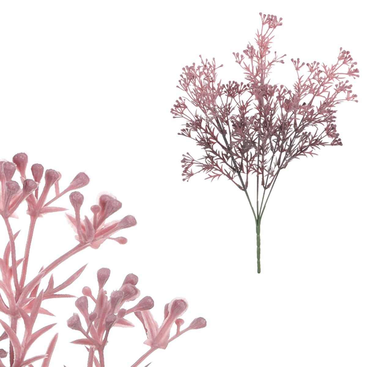Tráva kvetoucí, fialová barva.
