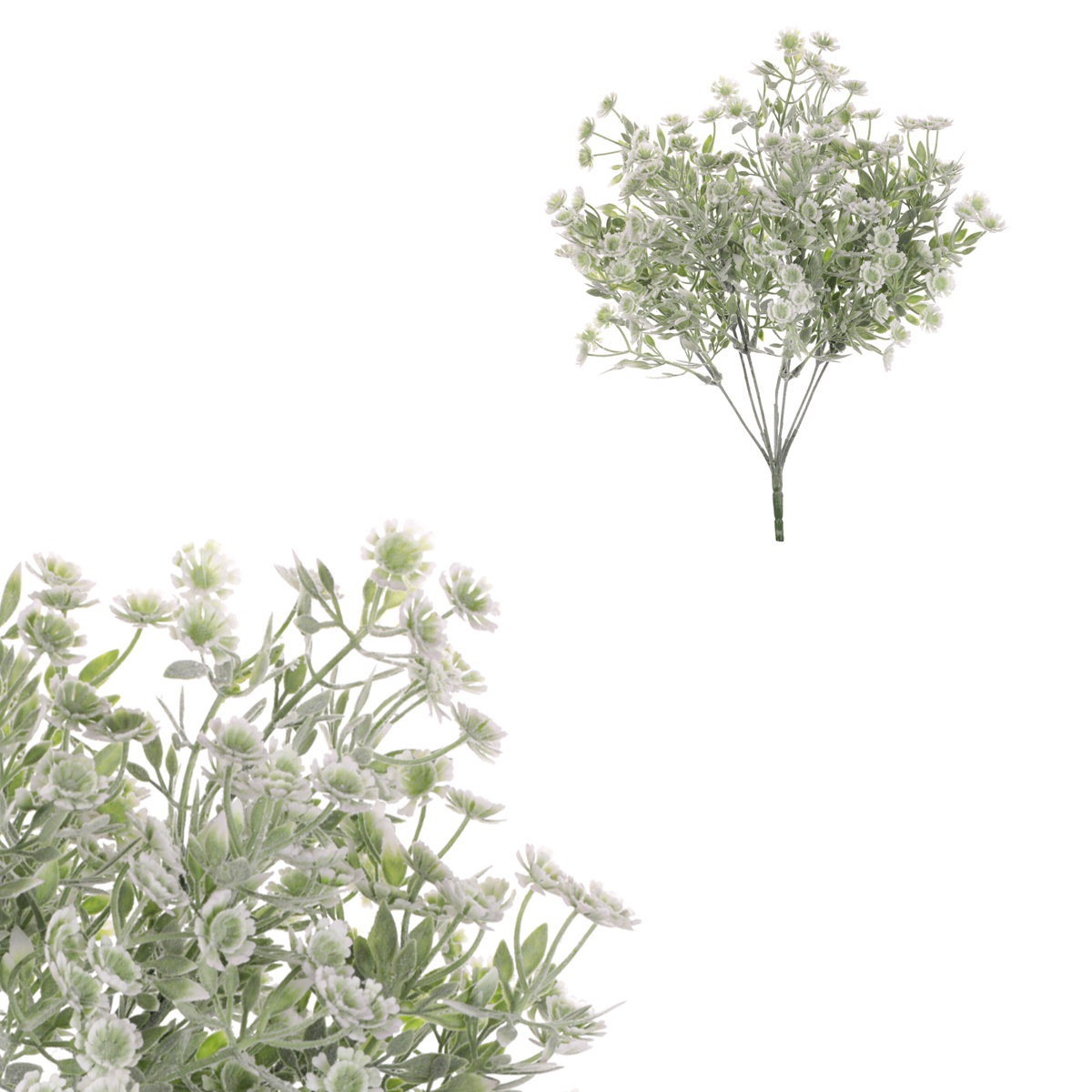 Zeleň kvetoucí, bílé květy - trs.