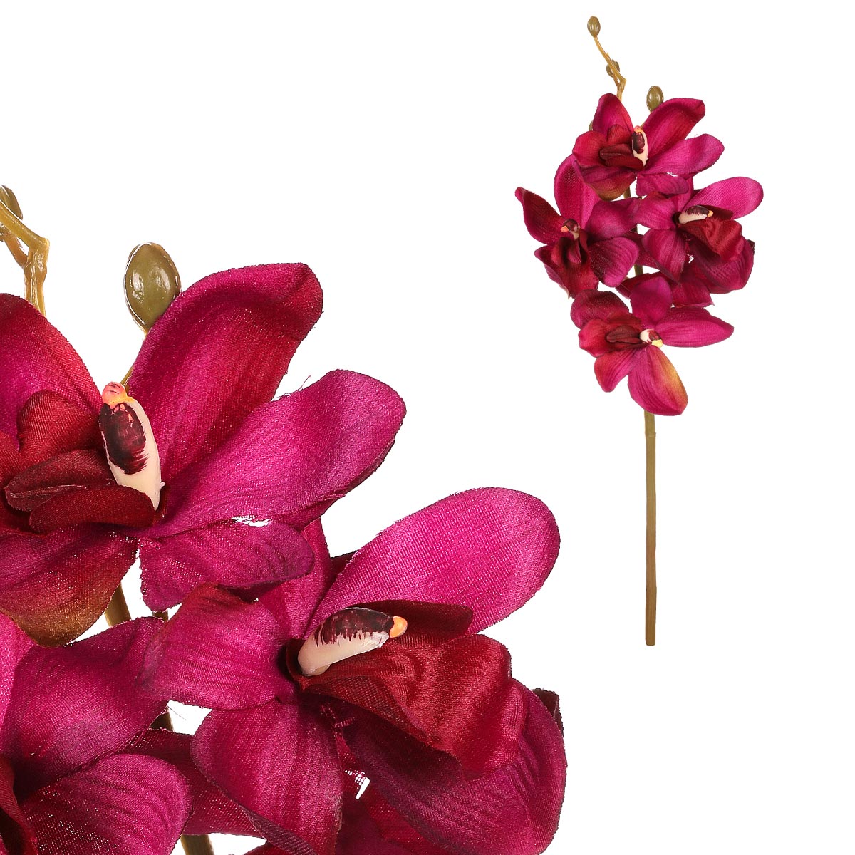Orchidej, bordó barva.