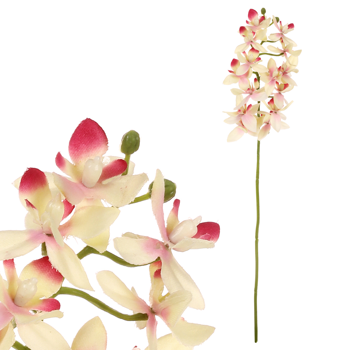 Orchidea drobnokvětá, žluto-růžová barva.