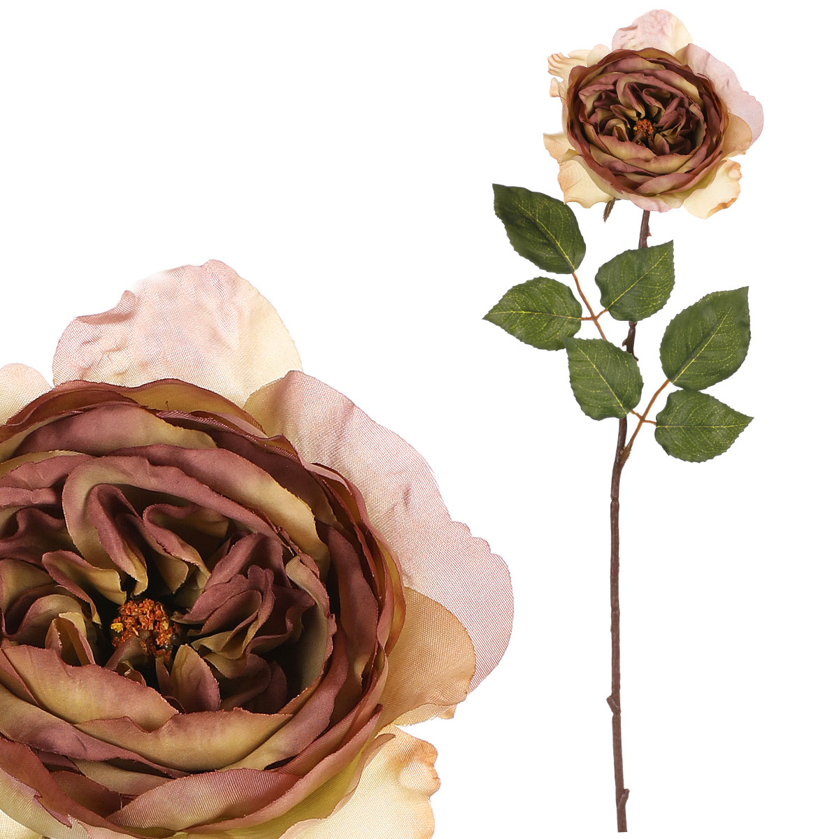 Růže anglická, olivovo-fialová barva.