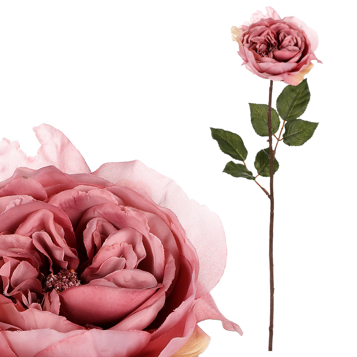 Růže anglická, světle růžová barva.