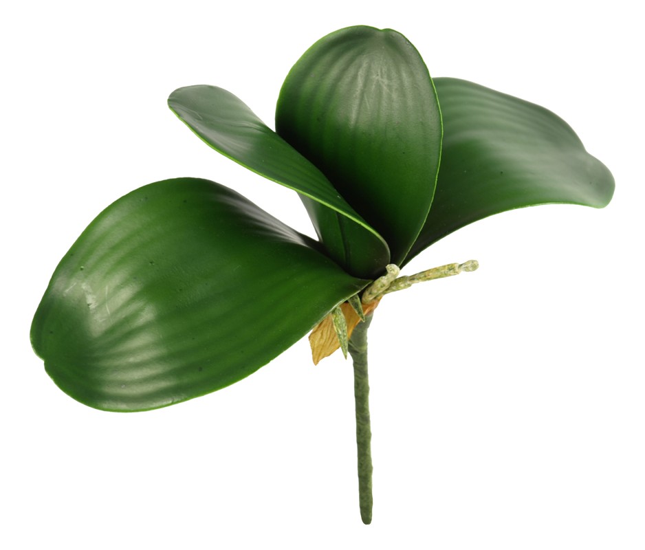 Listy orchideje