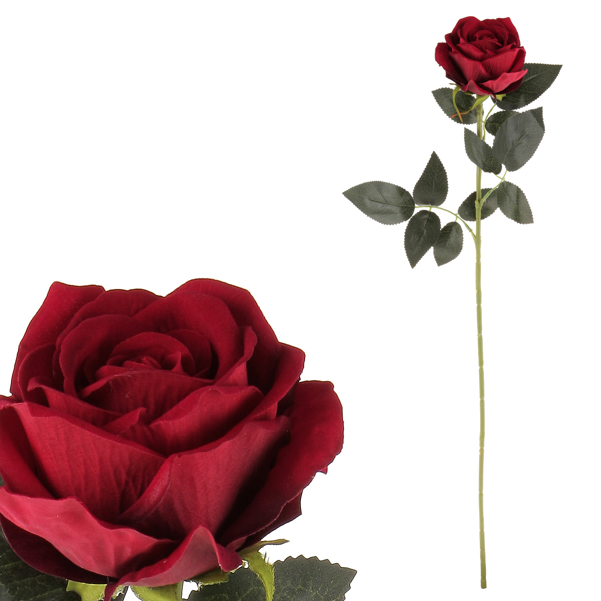 Růže, barva červená, samet.