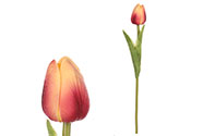 Tulipán, barva žluto-růžová. Květina umělá pěnová.
