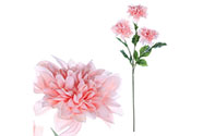 Jiřina na stonku, 3 květy v růžové barvě.