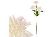 Jiřina na stonku, 3 květy v bílé barvě.