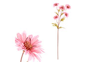 Kopretina, barva: růžová. Květina umělá.
