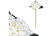 Hortenzie na stonku, bílý květ.