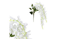 Orchidej, převislá větev, bílá barva.
