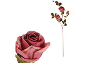 Růže, 3-květá, barva fialová.