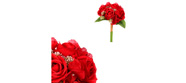 Růže a hortenzie, kytice, barva červená.