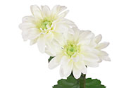 Kopretina - umělá květina, barva bílá.