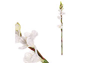 Gladiola - umělá květina, barva bílá.