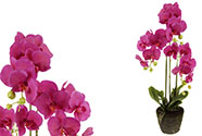 Velkokvětá orchidea, 3 stonky, barva fialová, umělá květina v balu.