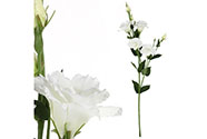 Eustoma, umělá květina, barva bílá