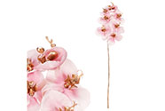 Orchidej, barva růžová.