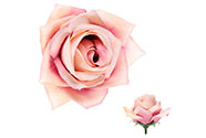 Růže, barva staro-růžová.  Květina umělá vazbová. Cena za balení 12 kusů