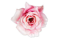 Růže, barva růžová, Květina umělá vazbová. Cena za balení  6 kusů.
