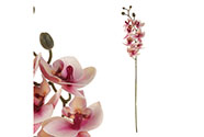 Orchidej - barva světle růžová.