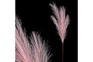 Pampas tráva, růžová barva.