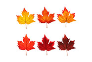Javorové listy - umělé, mix 3 podzimních barev, cena za sáček (6 ks).