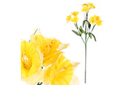 Narciska puget, barva žlutá,  Květina umělá.