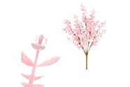 Buxus trs, v růžové barvě.
