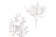 Buxus trs, v bílé barvě.