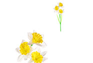 Narcisky, 3-květy, bílá barva.