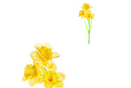 Narcisky, 3-květy, žlutá barva.