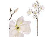 Magnolie, 4 květy, krémová barva.