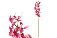 Orchidea drobnokvětá, fialová barva.