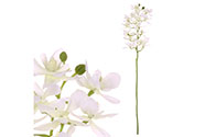 Orchidea drobnokvětá, bílá barva.