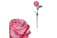 Růže - umělá řezaná květina, barva růžová.