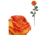 Růže - umělá řezaná květina, barva terakotová.